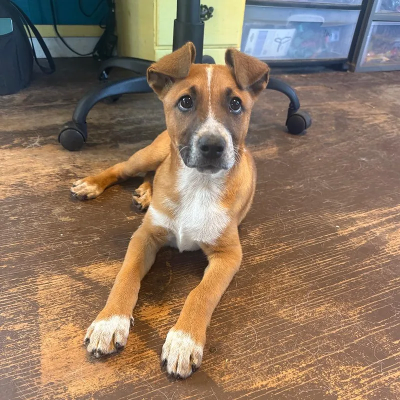 A baby small-sized male Red / Chestnut / Orange Labrador Retriever dog named Stag for adoption in New York, NY