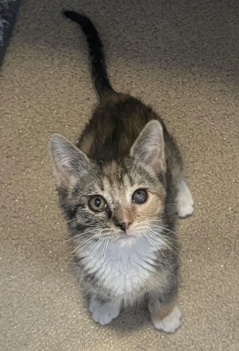 Gidget thumbnail 3