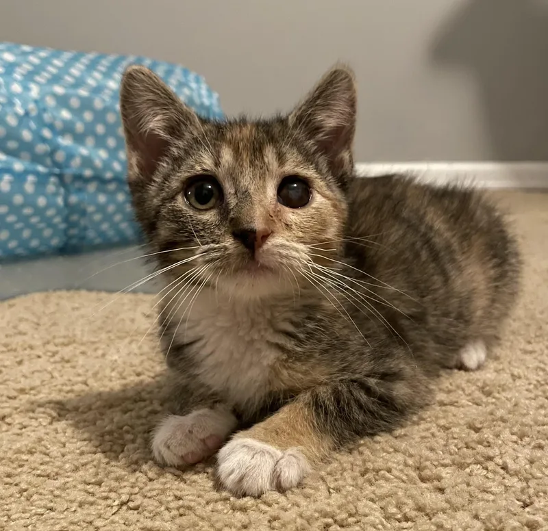 Gidget thumbnail 4