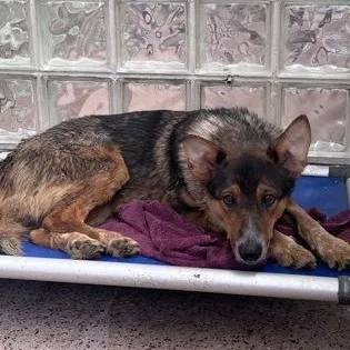 An adult medium-sized male German Shepherd Dog dog named Robb for adoption in Philadelphia, PA