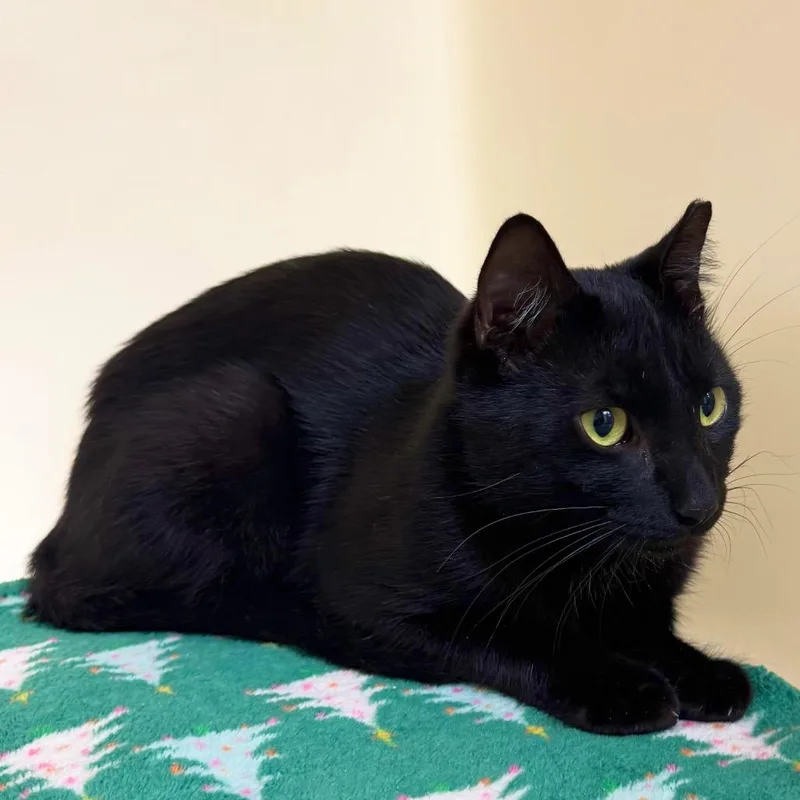 A young medium-sized male Black Domestic Medium Hair cat named Trouble for adoption in Harrisonburg, VA