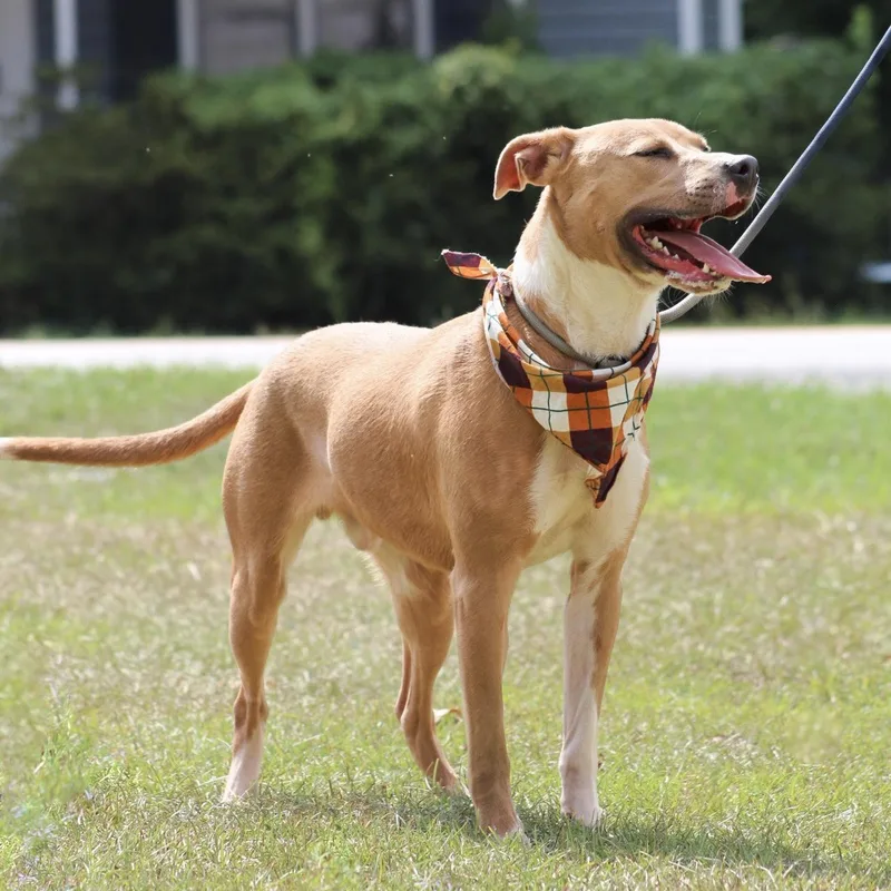 A young medium-sized male Tricolor (Brown, Black, & White) Labrador Retriever dog named Brock for adoption in Columbia, SC