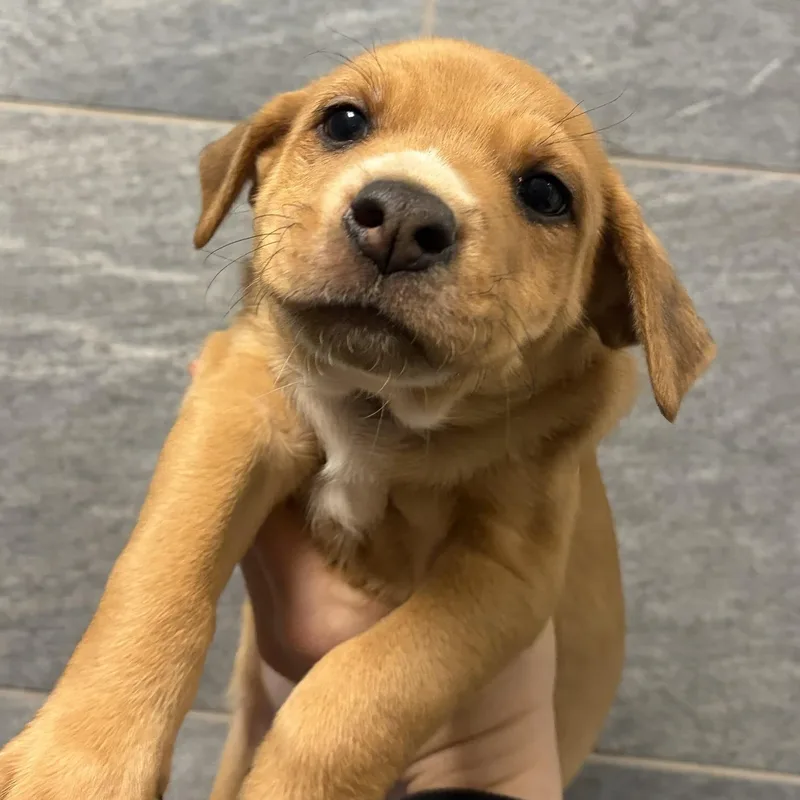A baby medium-sized male Mixed Breed dog named Sambar for adoption in Cooperstown, NY