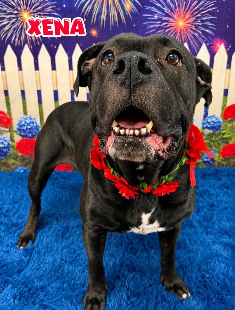 An adult medium-sized female Black Mixed Breed dog named Xena for adoption in Flint, MI
