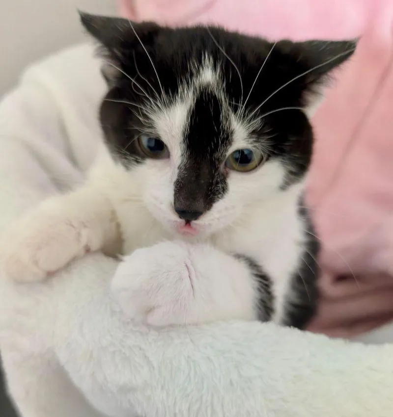 A baby medium-sized female Black & White / Tuxedo Domestic Short Hair cat named Caribou for adoption in Lake Orion, MI