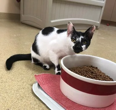 A young large-sized female Domestic Short Hair cat named Sitka for adoption in Pompano Beach, FL