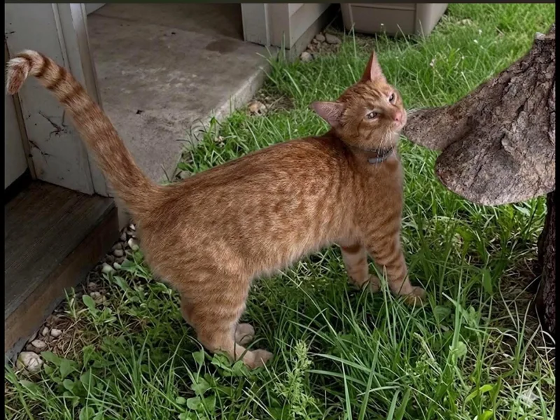 An adult medium-sized male Tabby (Orange / Red) Domestic Short Hair cat named AmariApollo for adoption in Dover, TN