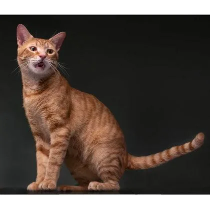 A young medium-sized male Domestic Short Hair cat named Nom Nom Kershaw for adoption in Hudson, MA