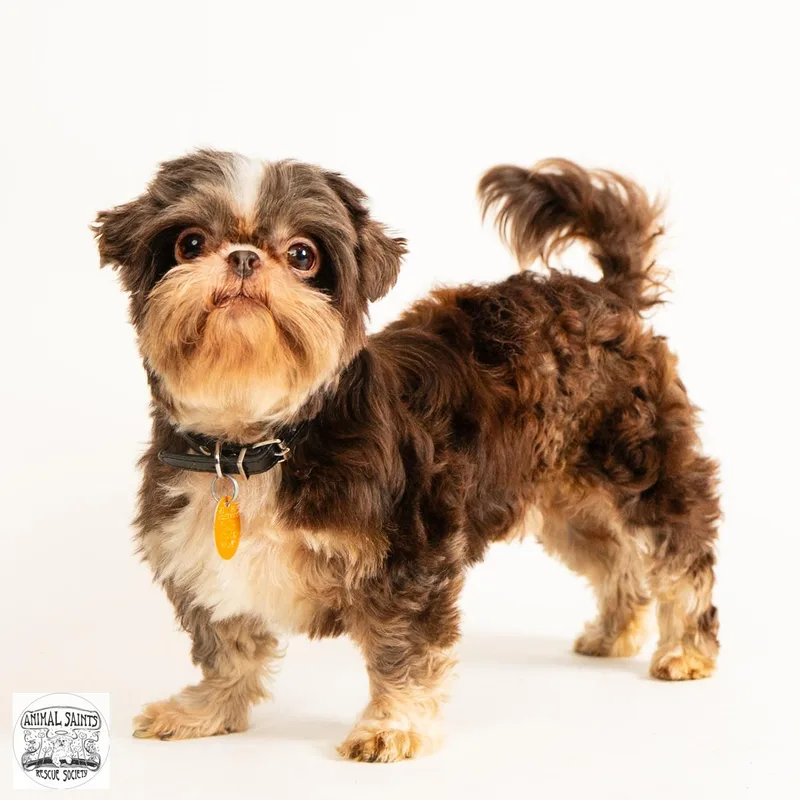 An adult small-sized male Brown / Chocolate Shih Tzu dog named Walter for adoption in Fort Montgomery, NY
