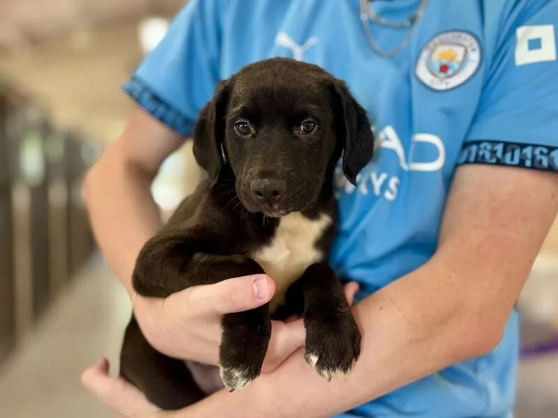 A young medium-sized male Black Labrador Retriever dog named Orzo for adoption in Wooster, OH