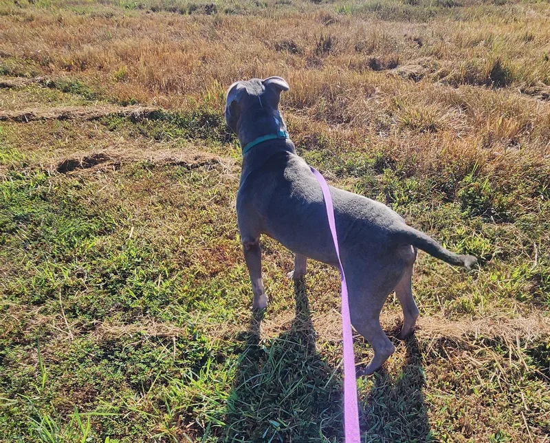 An adult large-sized male American Staffordshire Terrier dog named Bluey for adoption in Marshall, AR