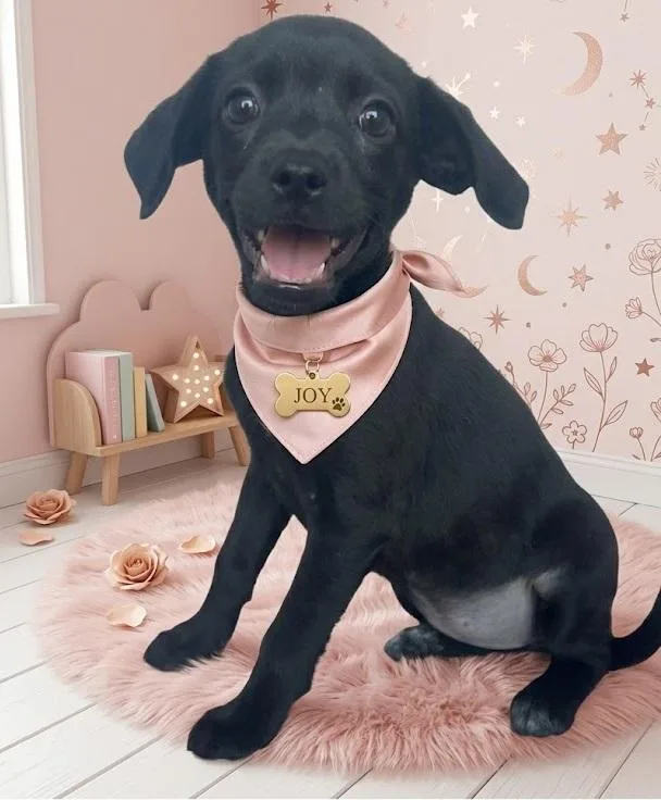 A baby small-sized female Dachshund dog named Joy for adoption in Dallas, TX