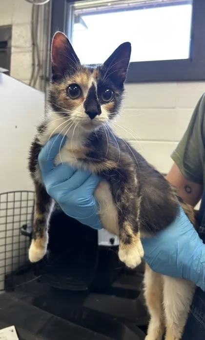 An adult small-sized female Domestic Short Hair cat named Lucinda for adoption in Spruce Pine, NC