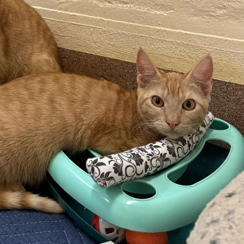 A baby medium-sized female Domestic Short Hair cat named Limeade for adoption in Los Angeles, CA