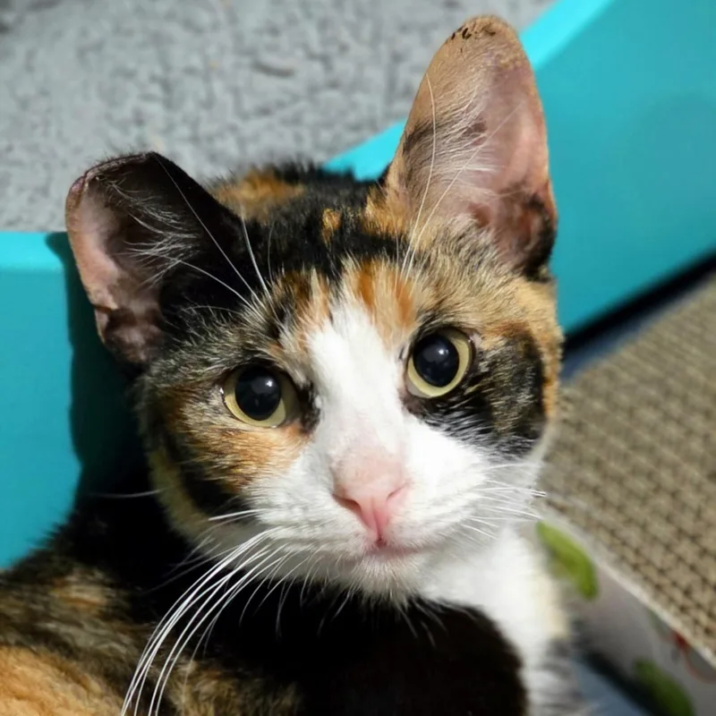 A baby medium-sized female Calico Domestic Short Hair cat named Georgina for adoption in Santa Clara, CA