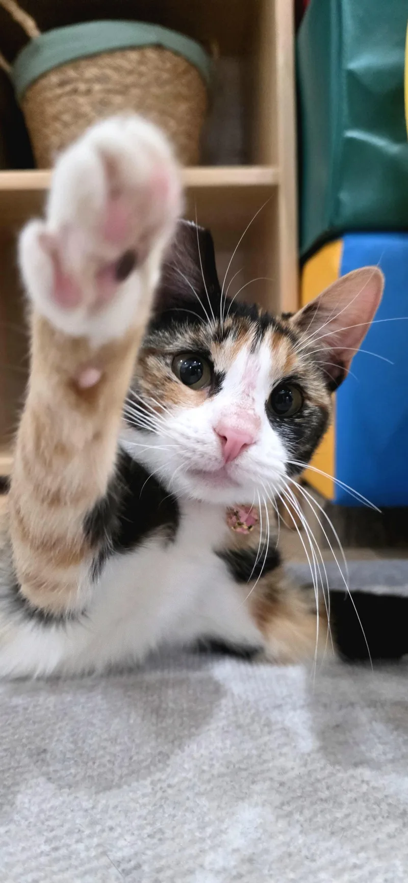 Georgina thumbnail 4