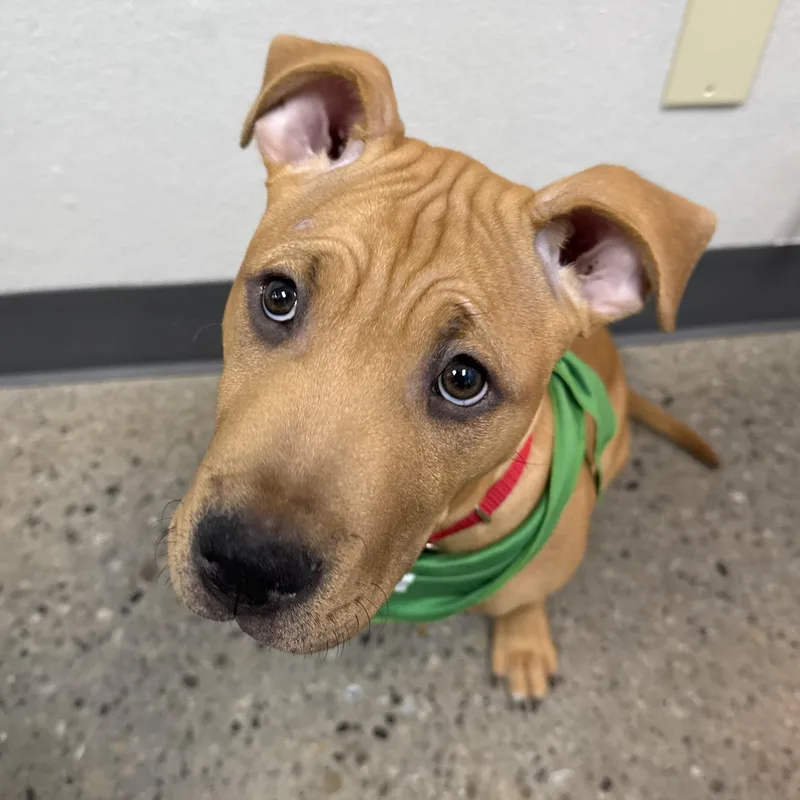 Burberry thumbnail 4