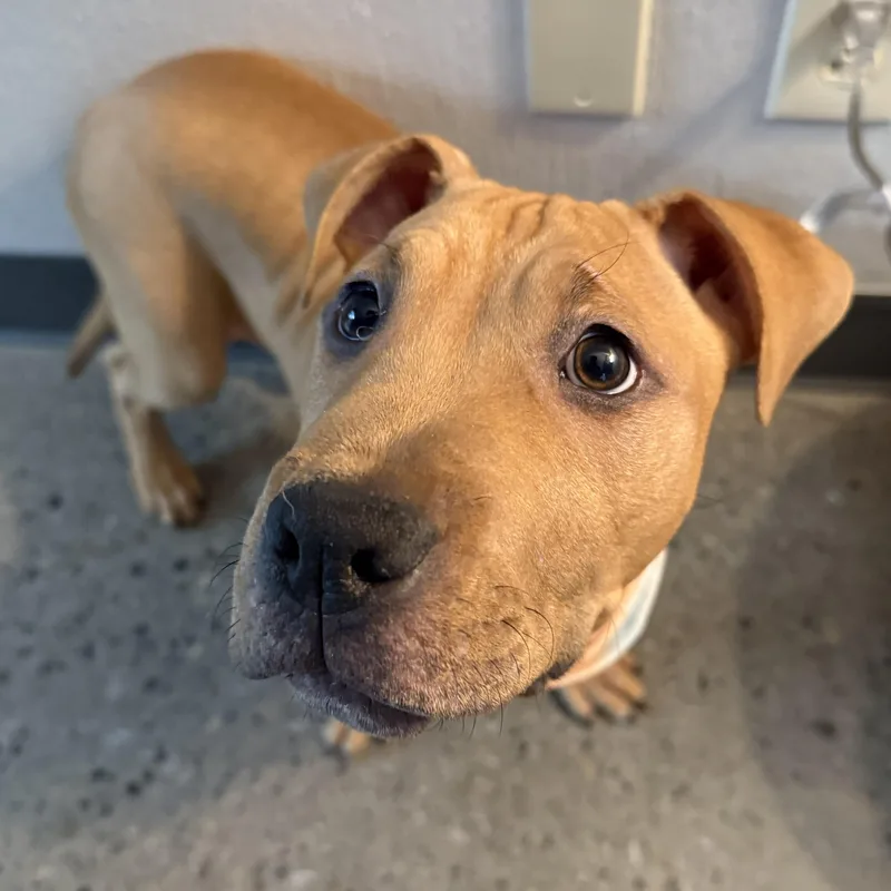 Burberry thumbnail 5