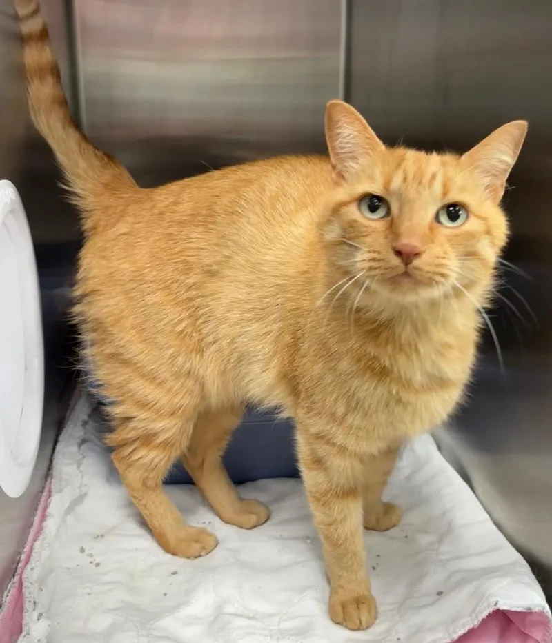 An adult medium-sized male Domestic Short Hair cat named Simba for adoption in Greeneville, TN