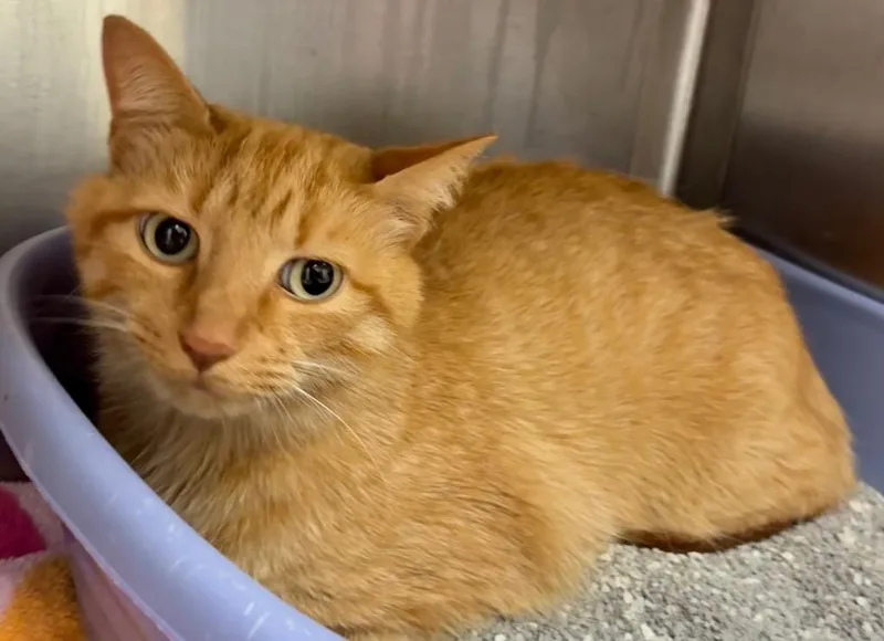 Simba thumbnail 2