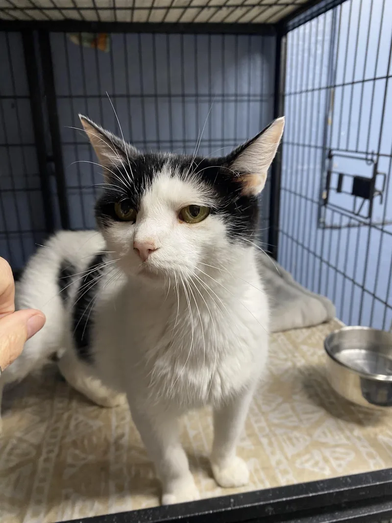 A young medium-sized female White Domestic Short Hair cat named Luna for adoption in New Richmond, WI