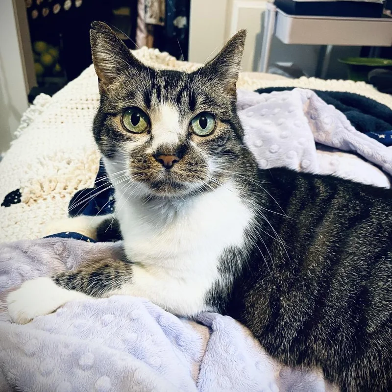 A senior medium-sized female Brown / Chocolate Domestic Short Hair cat named Candy for adoption in Tacoma, WA