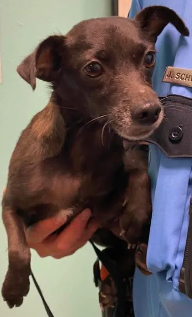 An adult small-sized female Mixed Breed dog named Bluebell for adoption in Lampasas, TX