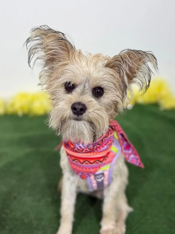 A baby small-sized female White / Cream Yorkshire Terrier dog named Trixie for adoption in Carlsbad, CA