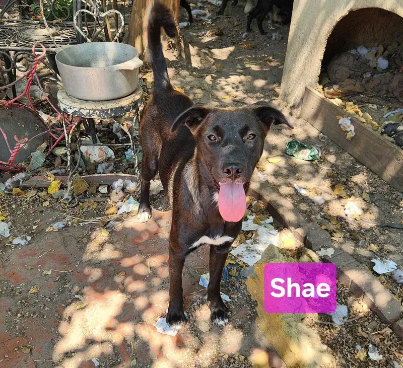 A young medium-sized female Labrador Retriever dog named Shae for adoption in Silsbee, TX