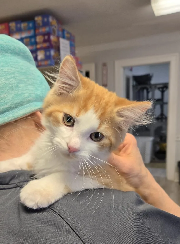 A baby small-sized male Domestic Medium Hair cat named Sunny D for adoption in Windsor, CT