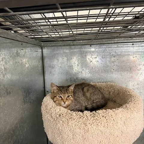 A young small-sized male Brown / Chocolate Domestic Short Hair cat named Tommy for adoption in Port Aransas, TX