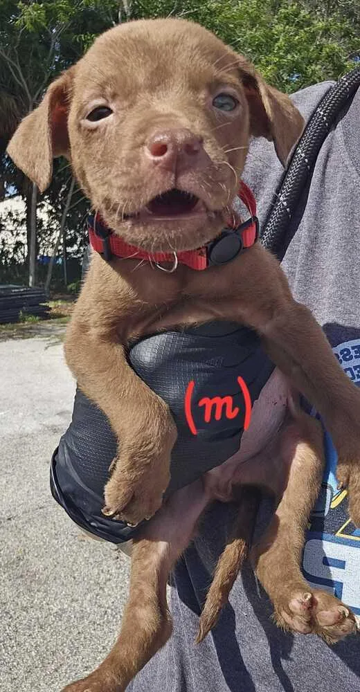 A baby small-sized male Brown / Chocolate American Bulldog dog named Walmart  Red for adoption in Lakeland, FL