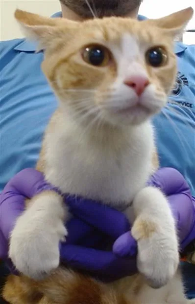 A young small-sized female Domestic Short Hair cat named Kira for adoption in Miami, FL