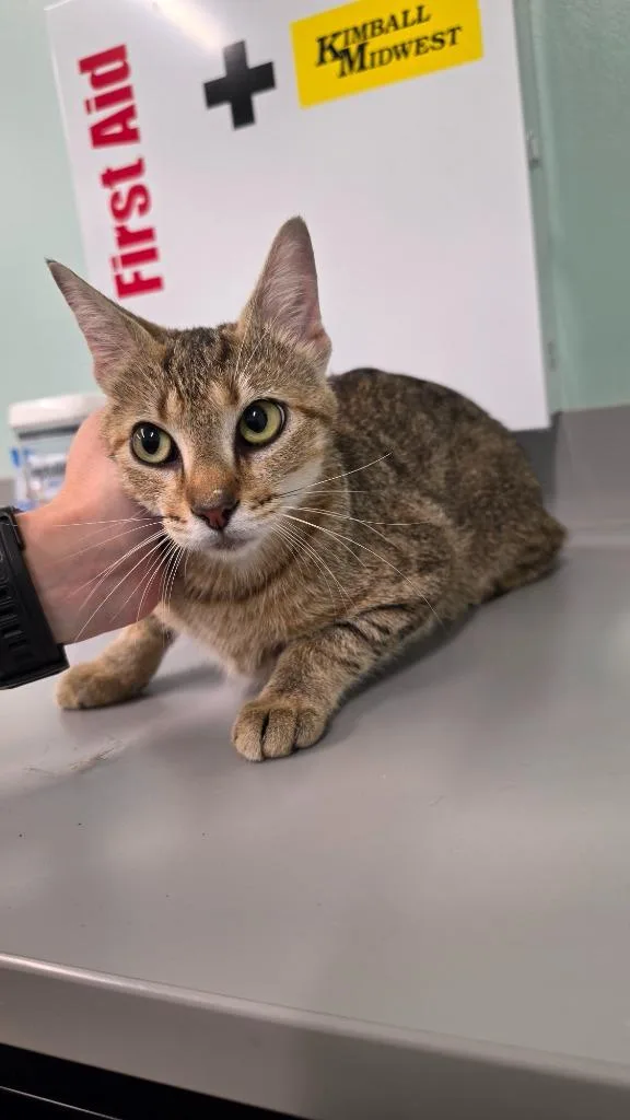 A young medium-sized female Domestic Short Hair cat named Shiba for adoption in Athens, TN