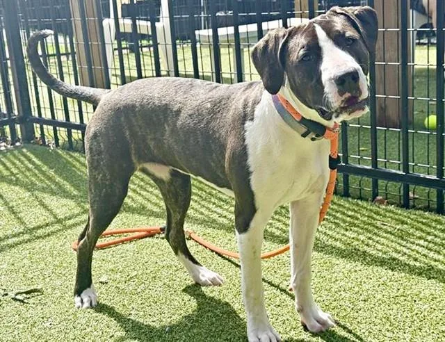 A young medium-sized female Pit Bull Terrier dog named Jazzy for adoption in Saint Louis, MO