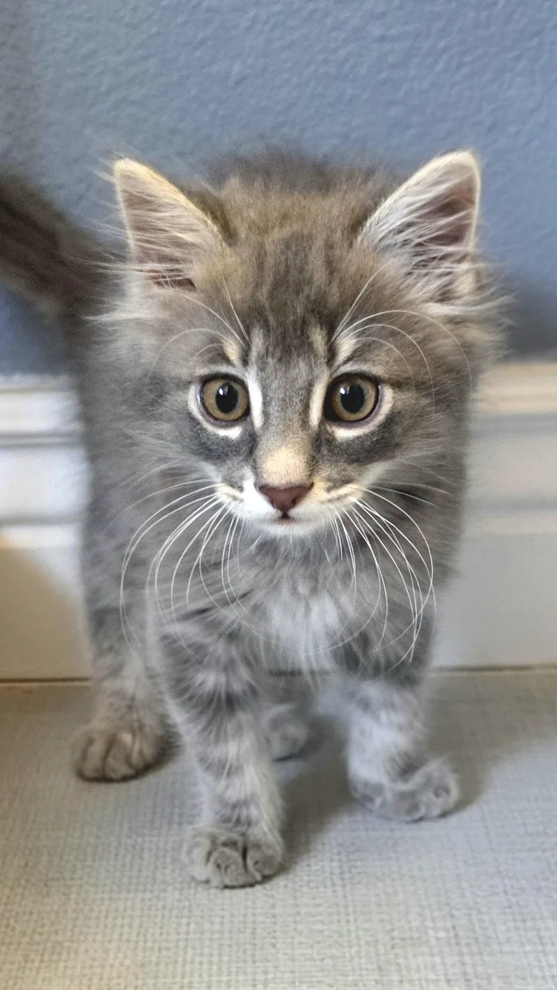 A baby medium-sized male Domestic Medium Hair cat named Caspian for adoption in Campbell, CA