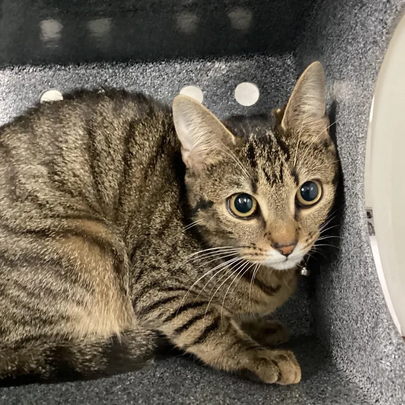 A young medium-sized female Brown / Chocolate Domestic Short Hair cat named Cinder for adoption in Greenville, SC