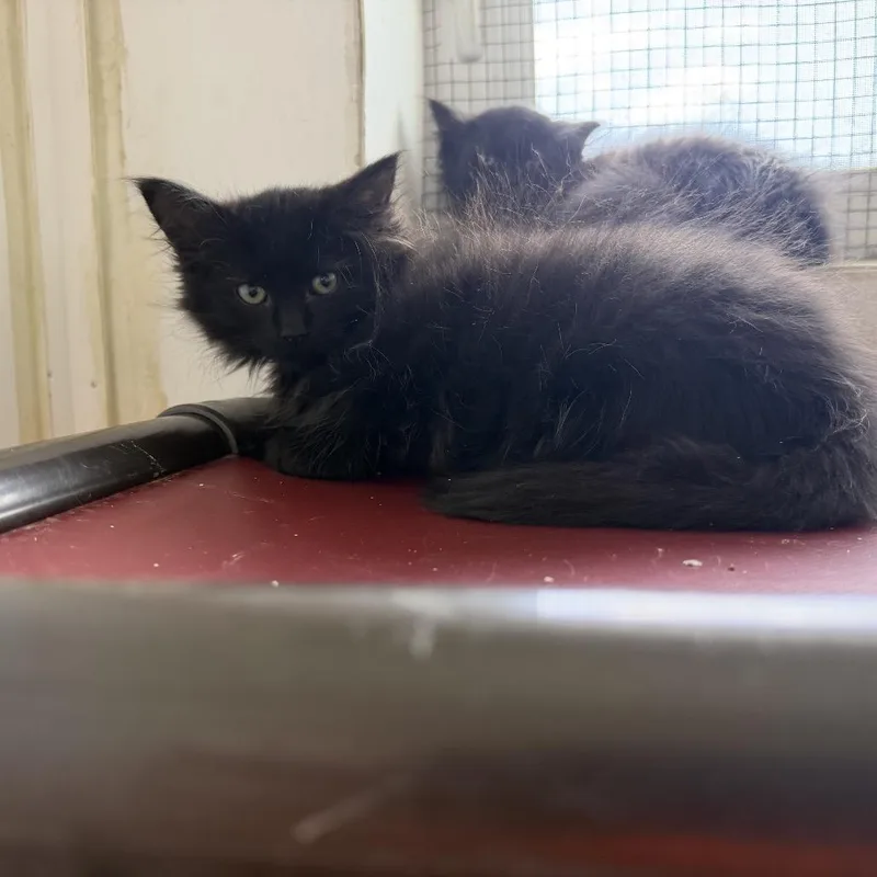 A baby small-sized female Black Domestic Medium Hair cat named Bubbles for adoption in Quakertown, PA