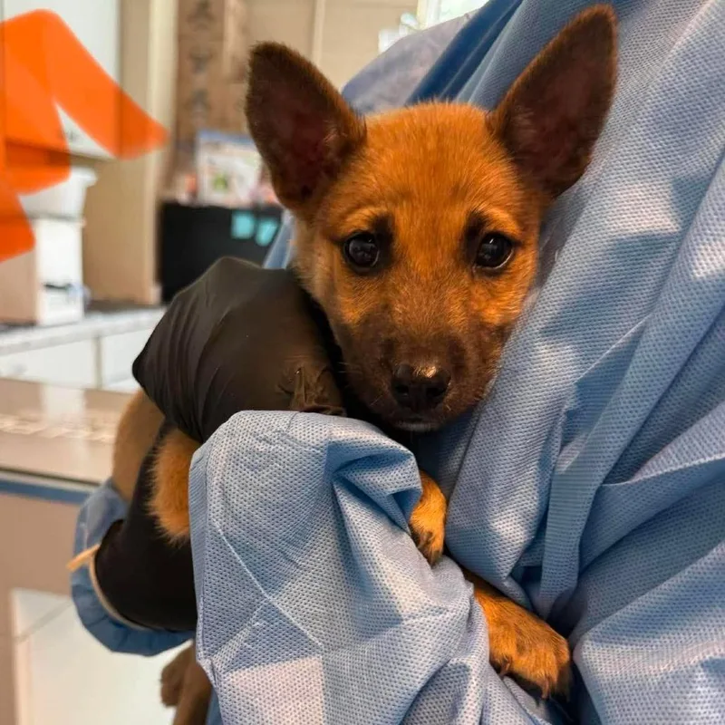 A baby small-sized male Brown / Chocolate Mixed Breed dog named Timmy for adoption in Huntington, WV