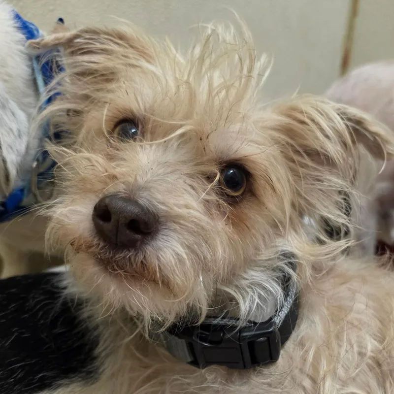 An adult small-sized female Yellow / Tan / Blond / Fawn Poodle dog named Tatum  Chino Hills for adoption in Chino Hills, CA