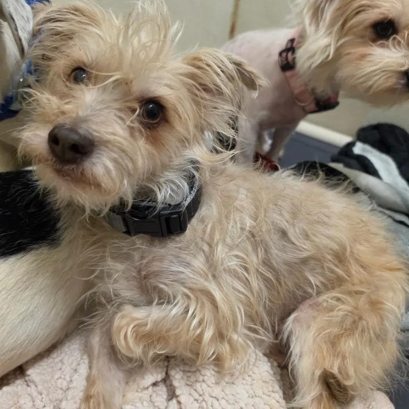 Tatum  Chino Hills thumbnail 2