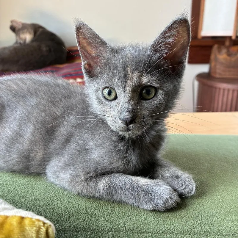A baby small-sized female Tortoiseshell Domestic Short Hair cat named Sleepy Gary for adoption in Costa Mesa, CA