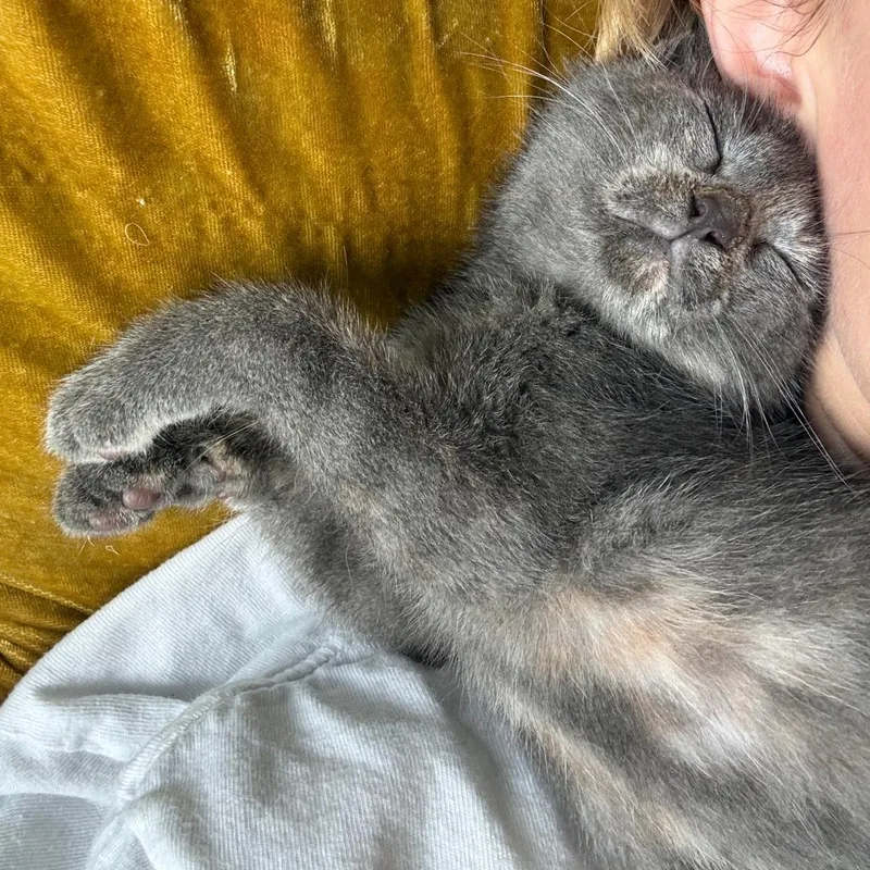 Sleepy Gary thumbnail 5