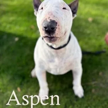 An adult medium-sized male Bull Terrier dog named Aspen for adoption in Palm Desert, CA