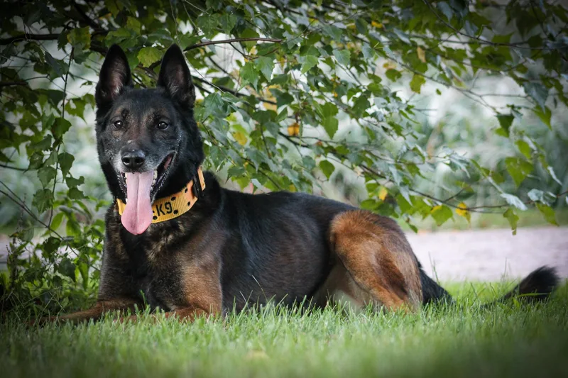 Smokey Cl Located In thumbnail 4