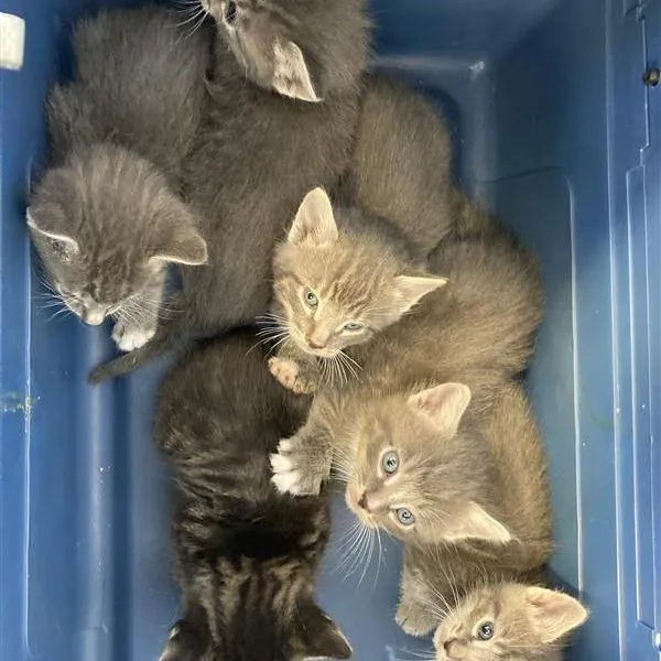 A baby small-sized female Domestic Short Hair cat named Pistachio for adoption in Hawthorne, CA