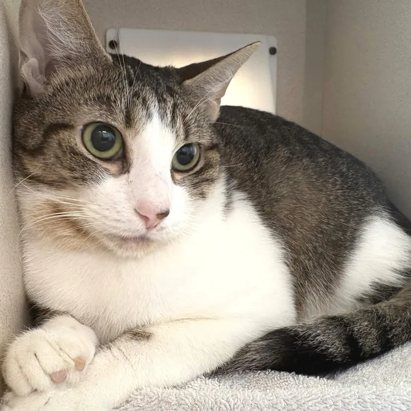 An adult large-sized male Gray / Blue / Silver Domestic Short Hair cat named Georgie for adoption in Gloucester, VA