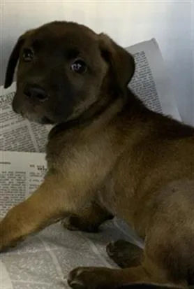 A baby small-sized female Pit Bull Terrier dog named A for adoption in Visalia, CA