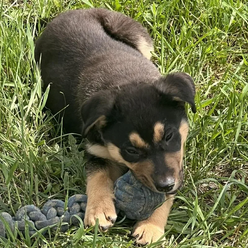 A baby small-sized male Black Mixed Breed dog named Quigley for adoption in Buffalo, MN