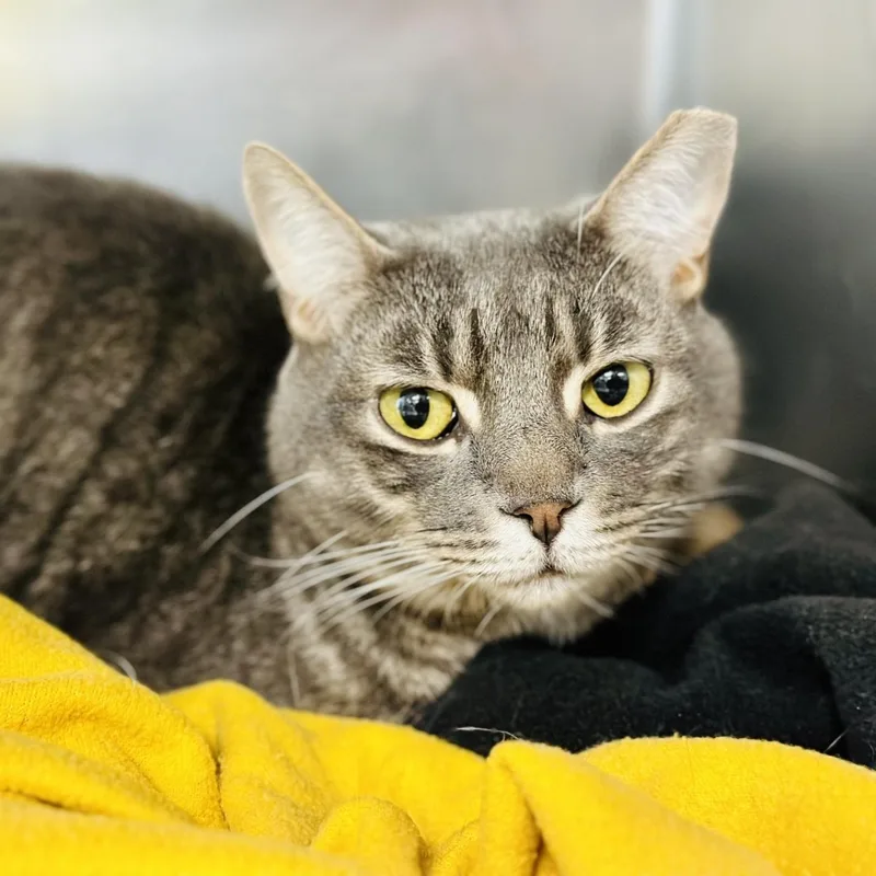 An adult medium-sized male Tabby (Gray / Blue / Silver) Domestic Short Hair cat named Buddy for adoption in Jackson, NJ